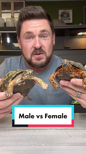 Male vs Female Eastern Box Turtle: How to Determine the Gender