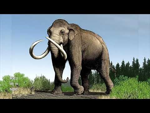 Imperial Mammoth | Prehistoric Elephant |