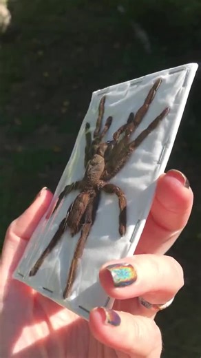 Tarantula: Selenocosmia Dolichoplectra Spiders SPREAD LEGS - Etsy