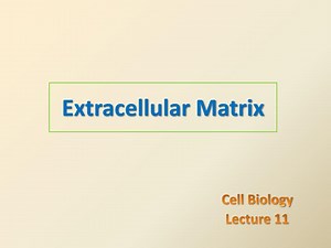Extracellular Matrix - SlideServe