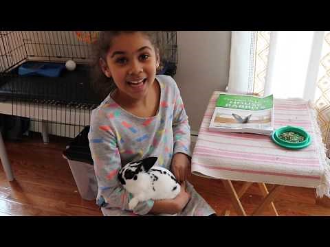 How I take Care of My Pet Rabbit: Routine and Care