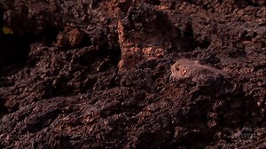 2K views · 79 reactions | Start the school year with our most popular short film- the story of natural selection and adaptation of the rock pocket mouse in the American southwest. | BioInteractive | Facebook