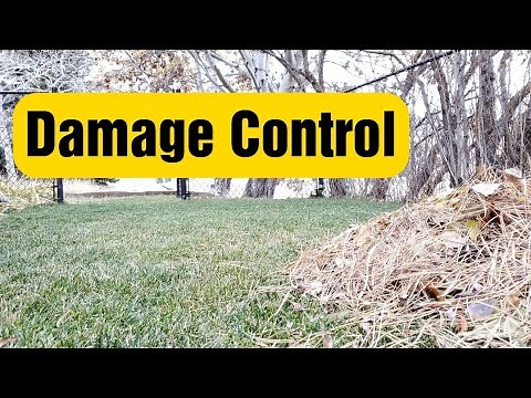What Do Pine Needles Do To The Soil? Will Their Acidity Kill The Grass?