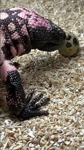 Gila Monsters: One Minute Animal Facts