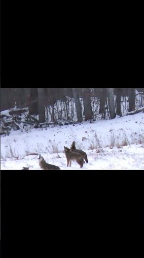 COYOTES HOWLING in the Cold New Hampshire Winter - WiNE