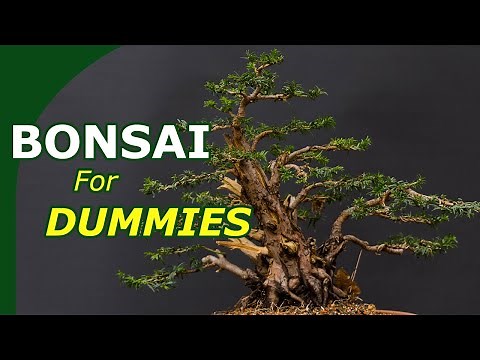 Starting with bonsai made easy (An overview to start growing bonsai)