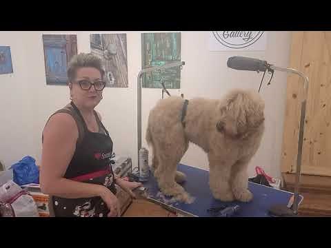 How to Groom Your Australian Labradoodle