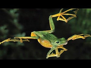 Wallace's Flying Frog: The Gliding Amphibian of Southeast Asia