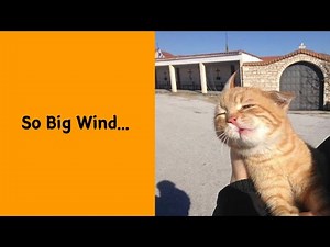 50 Of The Funniest Cat Pictures On The Internet That Will Make Your Day 2/2 - Funny cat