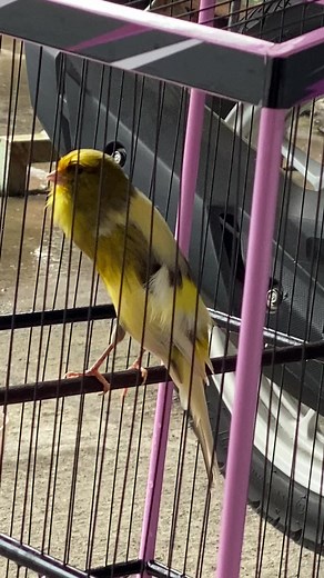 ppp🤣#kenarimaniaindonesia #kenari #kenarijuara #kenarimanianusantara #kenariprospek #kenariprestasi #kicaumaniaindonesia #kicaumanianusantara #kicauburung #kicaumaniaponorogo #kicaumaniajatim