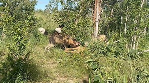 2K views · 500 reactions | Painted Dog Conservation on Reels | Facebook