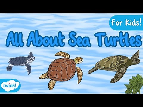 All About Sea Turtles for Kids! | The Life Cycle of a Sea Turtle | Sea Turtle Facts