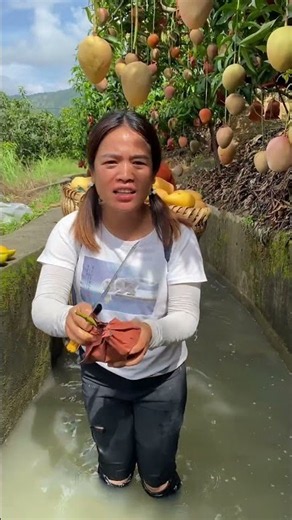 mango