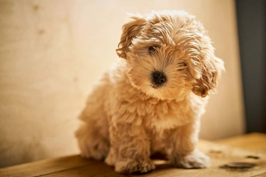 Maltipoo Colors (with Pictures) Coat Color Guide And Photo Gallery - OodleLife®