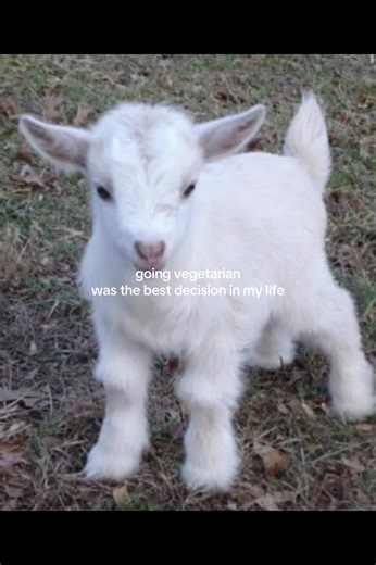 My Journey: From Vegetarian to Vegan Lifestyle