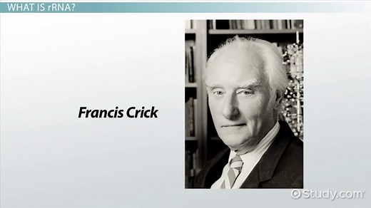 Transfer RNA | tRNA Overview, Structure & Function