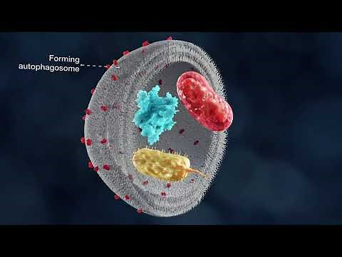 The mechanism of autophagy