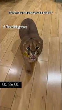 Floppa is one of the fastest animals on planet earth