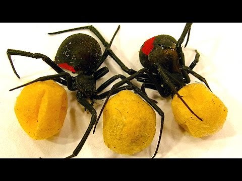 Spider Egg Sac Vs Mortein Bug Spray Spiderlings Dead Or Alive Educational Video
