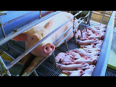 Modern Pig Farming - Inside the most successful PIG FARM, INCREDIBLE LIVESTOCK RAISING
