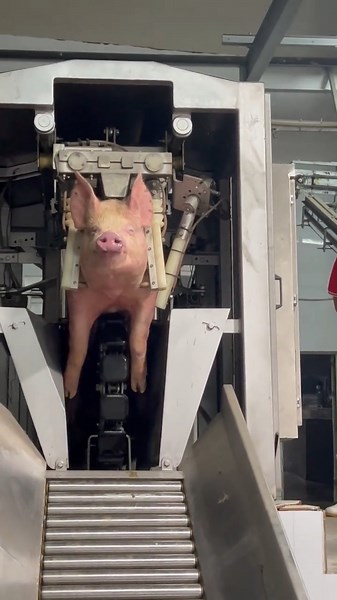 Modern Pig Slaughter: Humane Stunning Before Processing 👀