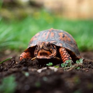Box Turtle Health Care and Common Diseases - Box Turtle Site