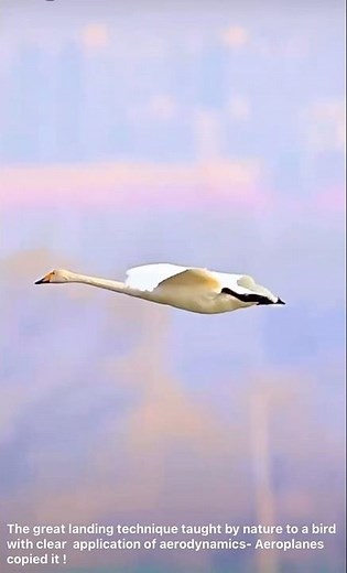 The Science of Bird Flight | Aerodynamics Explained#anketsvlog