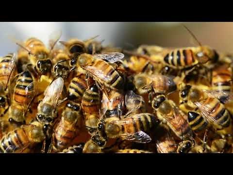 Bee Sound Effect