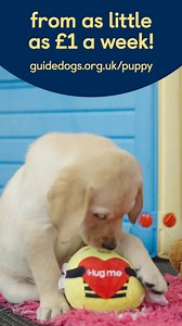 31 reactions | These pups are training to become life-changing guide dogs! Follow their journey today. Sponsor a puppy from £1 a week and receive exclusive updates, photos and more! [Visual description: Video montage of future guide dog puppies - Leo, a black Labrador, Piper, a Labrador/golden retriever cross and Honey, a Labrador/golden retriever, all playing at the National Centre.] | Guide Dogs UK | Facebook