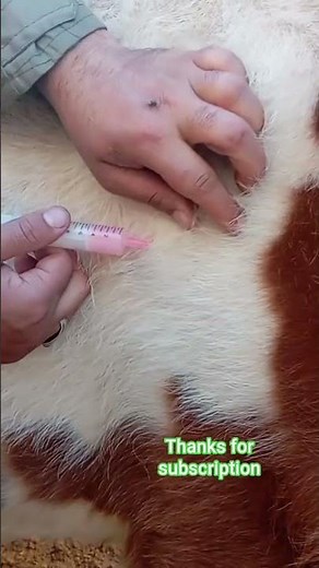 Subcutaneous injection in cattle