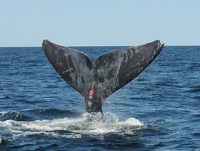 Videos | Nature, Space, Science & More | BBC Earth