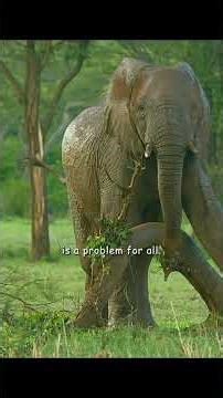 Mom, this mud puddle is no fun at all. #wildlife #animals #shorts