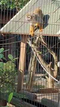 コモンリスザル