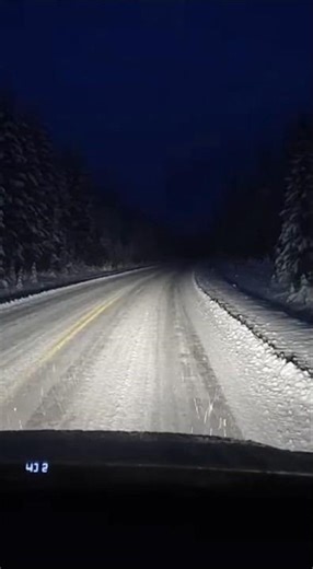 Driver Captures Moose Defending Calf From Wolves on Snowy Night