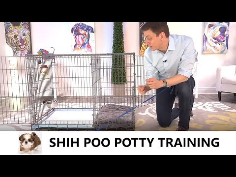 Shih Poo Potty Training from World-Famous Dog Trainer Zak George - Potty Train a Shih Poo Puppy