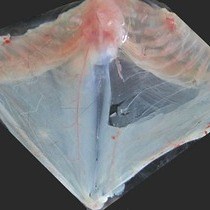 Video: Dissection of the Transversus Abdominis Muscle for Whole-mount Neuromuscular Junction Analysis