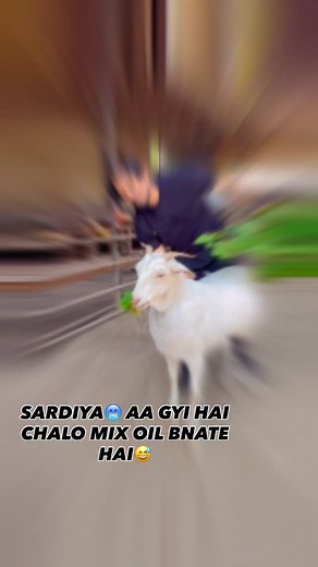 63K views · 3.4K reactions | MIX OIL MEIN HAM LOG KYA KYA ADD KIYE HAI 16 ltr sarso oil 7 ltr alsi oil 6 ltr coconut oil 6 ltr till oil 1kg metthi dana 1kg kalonji 1kg ajwain 250haldi 4kg lehsun yeh 40kg total mix oil bnane ka hisab hai | Sabri Goatfarm | Facebook