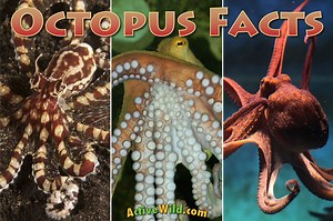 Octopus Facts For Kids & Adults: All You Need To Know About Octopuses
