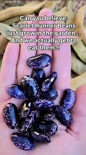 Scarlet Runner Beans