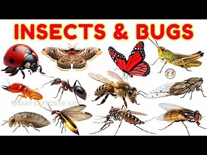 30 Insects & Bugs names in English for Kids 🐞 | STEM Early Learning | Fun Facts for Preschoolers