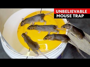 Best & Easy Mouse Trap Homemade - DIY Bucket Rat Trap - Mice Trap