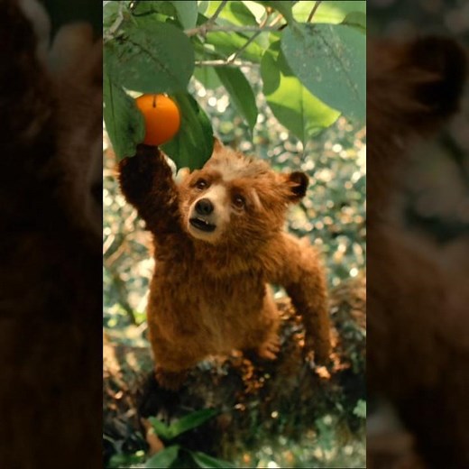 The Bear Who Made Orange Marmalade. 🐻🍊🍯#shorts #movieclips #paddington