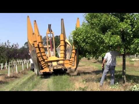 How We Dig And Move Big Trees