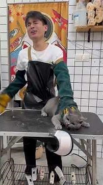 Most Aggressive Cat I’ve Ever Groomed #angrycat #grooming