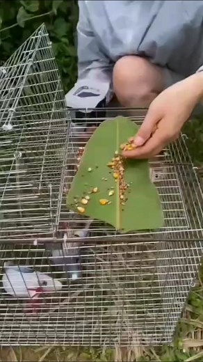 We Tested Bird-Catching Techniques from the Internet #birds #birdmaster #hunting #funny #birdhunting