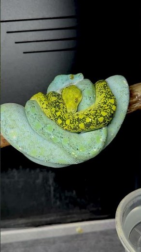 Extraordinary Green Tree Python pairing! #snakes #pairings #blue