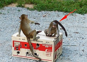 8.1K views · 245 reactions | Baby Jandy And Alien Like to Play with Box so Much | Monkey Family | Facebook
