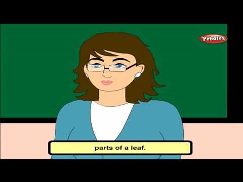 Cbse 4th CBSE SCIENCE | The Green Plants | NCERT | CBSE Syllabus | Animated Video