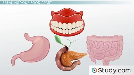 Amylase & Lipase | Definition, Causes & Associated Conditions