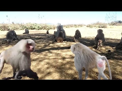 The African Wildlife Baboon Mating